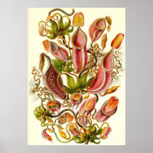 Ernst Haeckel - Nepenthaceae Posters