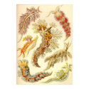 Ernst Haeckel - Nudibranchia posters