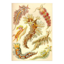 Ernst Haeckel - Nudibranchia poster by LisasLair Ernst Haeckel - Nudibranchia poster
