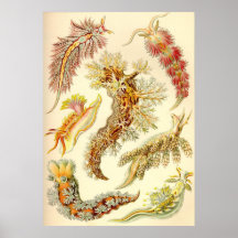 Ernst Haeckel - Nudibranchia Posters