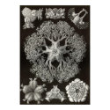 Ernst Haeckel - Ophiodea2 posters by LisasLair Ernst Haeckel - Ophiodea2 posters