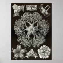 Ernst Haeckel - Ophiodea2 Poster