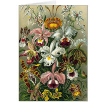 Ernst Haeckel - Orchidae Greeting Card