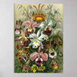 Ernst Haeckel - Orchidae Print