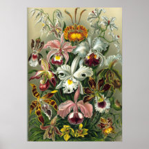 Ernst Haeckel - Orchidae Print