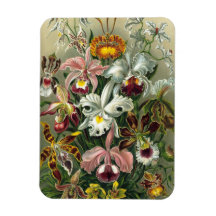 Ernst Haeckel - Orchidae Vinyl Magnets