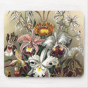 Ernst Haeckel - Orchideae Detail3 mousepads