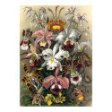 Ernst Haeckel - Orchideae poster