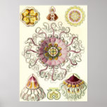 Ernst Haeckel - Peromedusae Poster