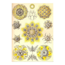 Ernst Haeckel - Polycyttaria poster by LisasLair Ernst Haeckel - Polycyttaria poster
