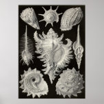 Ernst Haeckel - Prosobranchia Posters