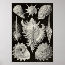 Ernst Haeckel - Prosobranchia Posters