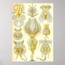 Ernst Haeckel - Rotatoria Poster