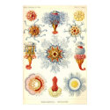 Ernst Haeckel - Siphonophorae2 Poster posters by LisasLair Ernst Haeckel - Siphonophorae2 Poster posters