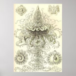 Ernst Haeckel - Siphonophorae3 Poster