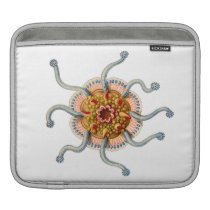 Ernst Haeckel Siphonophorae (2)  Ipad Sleeve