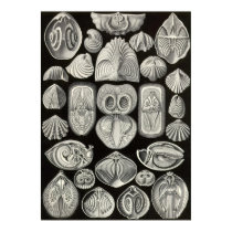 Ernst Haeckel - Spirobranchia poster by LisasLair Ernst Haeckel - Spirobranchia poster