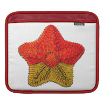 Ernst Haeckel Starfish Ipad sleeve