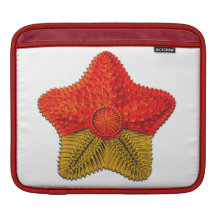 Ernst Haeckel Starfish Ipad sleeve