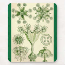 Ernst Haeckel - Stauromedusae Jellyfish mousepads
