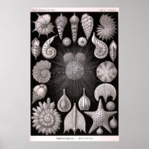 Ernst Haeckel - Thalamophora Print