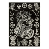Ernst Haeckel - Thuroidea poster