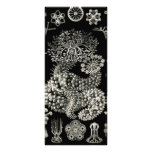 Ernst Haeckel Thuroidea Sea Cucumbers Rack Card Design