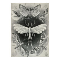 Ernst Haeckel - Tineida poster