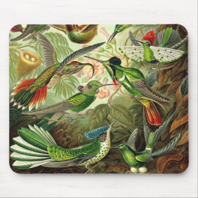 Ernst Haeckel - Trochilidae Hummingbirds Detail2 mouse pads