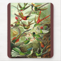Ernst Haeckel - Trochilidae Hummingbirds mousepads