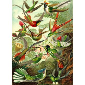 Ernst Haeckel - Trochilidae Hummingbirds print