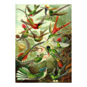 Ernst Haeckel - Trochilidae Hummingbirds posters by LisasLair Ernst Haeckel - Trochilidae Hummingbirds posters