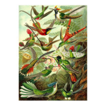 Ernst Haeckel - Trochilidae Hummingbirds posters