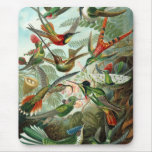 Ernst Haeckel - Trochilidae Mouse Pad