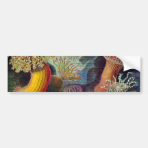 Ernst Haeckel's Actiniae Bumper Sticker
