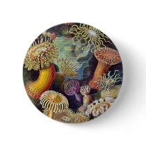 Ernst Haeckel's Actiniae Button buttons