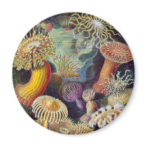 Ernst Haeckel's Actiniae Magnet magnets