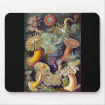 Ernst Haeckel's Actiniae Mousepad mousepads