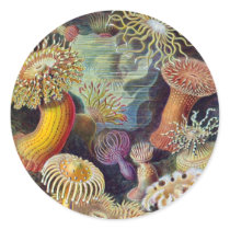 Ernst Haeckel's Actiniae Sticker stickers