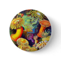 Ernst Haeckel's Sea Anemones Pinback Buttons