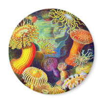 Ernst Haeckel's Sea Anemones Refrigerator Magnets