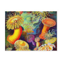Ernst Haeckel's Sea Anemones Post Cards