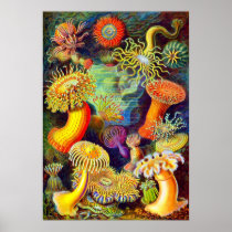 Ernst Haeckel's Sea Anemones Print