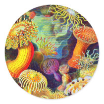 Ernst Haeckel's Sea Anemones Sticker
