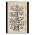 Ernst Haeckel's "tree of life" cards