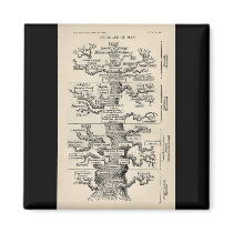 Ernst Haeckel's "tree of life" magnets