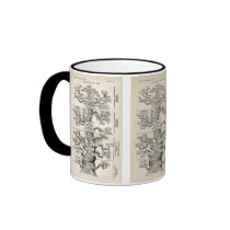 Ernst Haeckel's "tree of life" Coffee Mugs