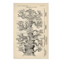 Ernst Haeckel's "tree of life" posters by MyOtherPlanet Ernst Haeckel's "tree of life" posters