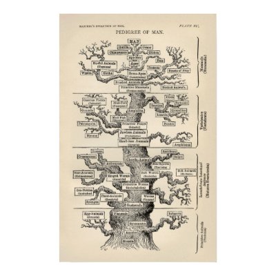 Ernst Haeckel's "tree of life" Posters by MyOtherPlanet
