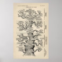 Ernst Haeckel's "tree of life" posters